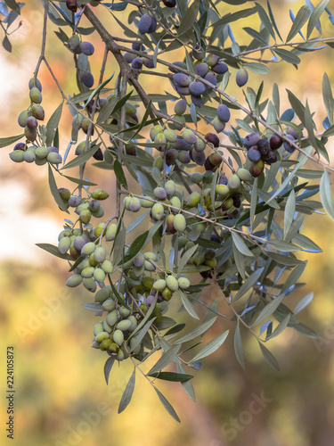 Black olives on olive tree