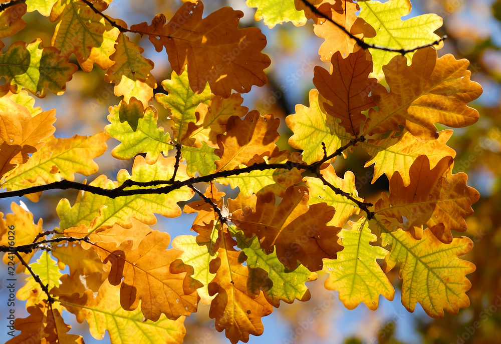 Colorful autumn leaves Colorful autumn leaves