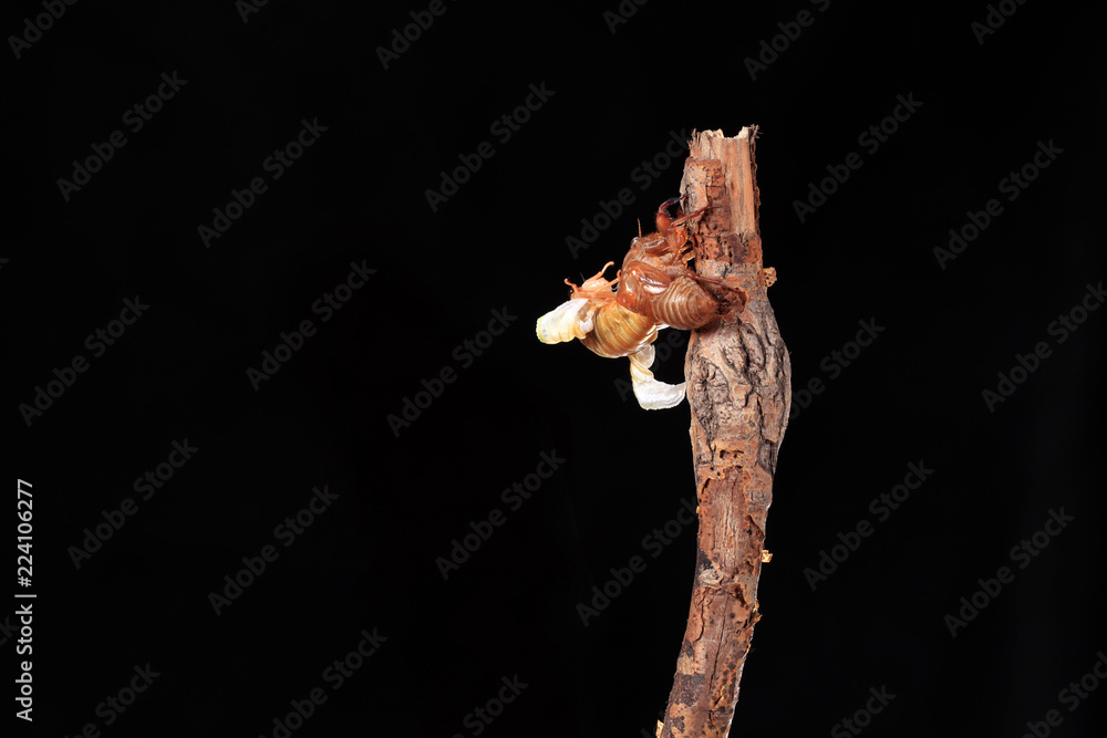 A cicada metamorphoses on a branch, A cicada metamorphoses on a branch,