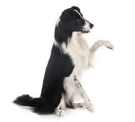 border collie in studio