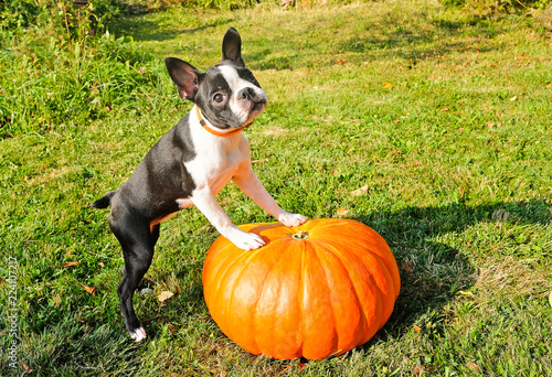 Cute black and white puppy stands on a big orange pumpkin. Boston Terrier and pumpkin