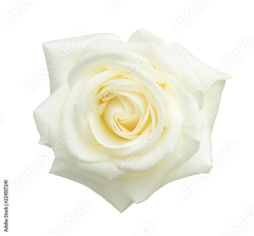 Fototapeta White rose isolated on white background.