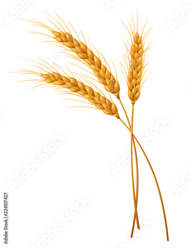 Three isolated spikelets of wheat. Vector illustration.