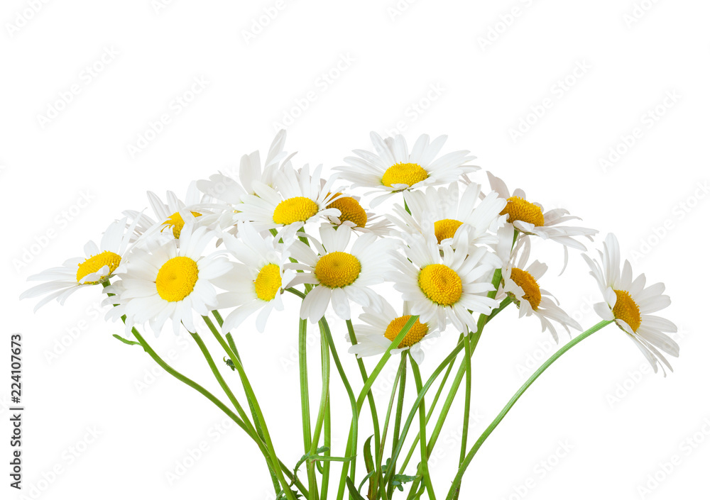 Bouquet of Chamomiles ( Ox-Eye Daisy ) isolated on a white background. - obrazy, fototapety, plakaty 