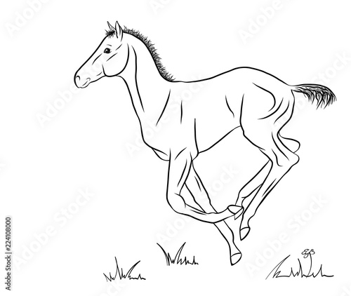 Cantering foal on white background, vector illustration.