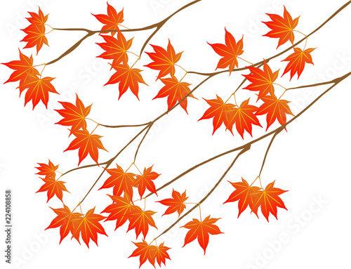 紅葉　椛　楓　秋　和風
