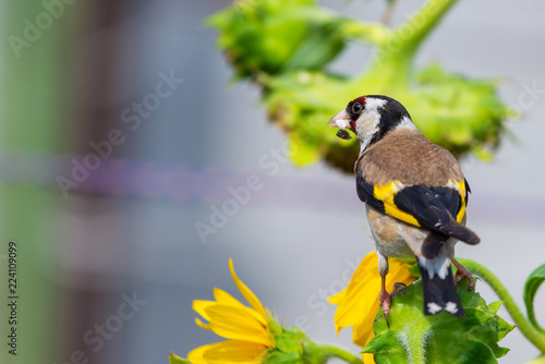 Goldfinch bird or Carduelis carduelis perched on a Sunflower photo