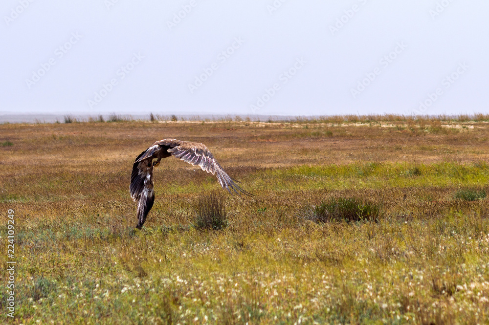 Flight of Steppe eagle or Aquila nipalensis Flight of Steppe eagle or Aquila nipalensis