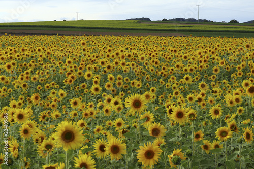 Fototapeta Naklejka Na Ścianę i Meble -  Sonnenblumenfeld 