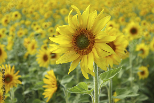 Fototapeta Naklejka Na Ścianę i Meble -  Sonnenblumenfeld 