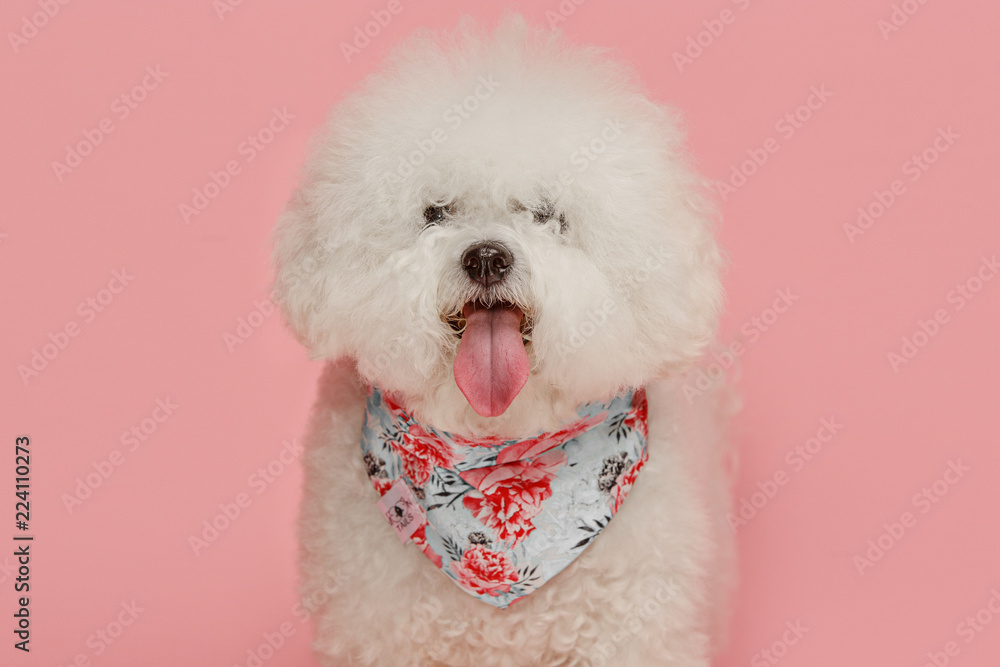 Ταπετσαρία A dog of Bichon frize breed isolated on pink color studio