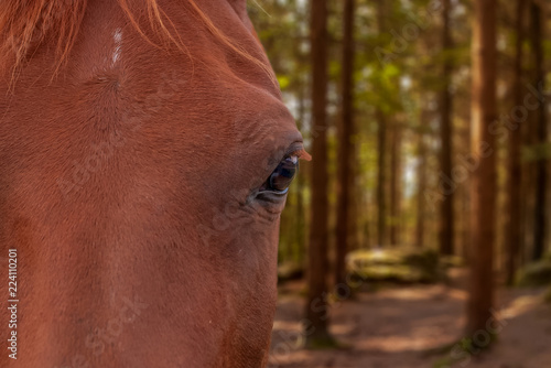 Pferd in Nahaufnahme mit Wald in herbstlichen Farben im Hintergrund