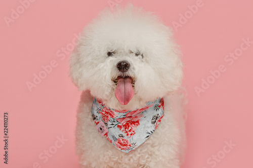 Fotografering A dog of Bichon frize breed isolated on pink color studio