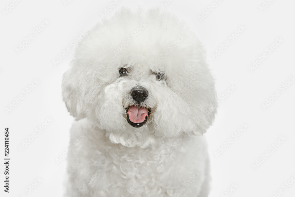 A dog of Bichon frize breed isolated on white color studio