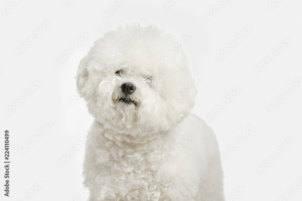 A dog of Bichon frize breed isolated on white color studio