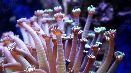 Motion of goniopora in aquarium tank under the action of flow