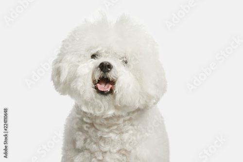 A dog of Bichon frize breed isolated on white color studio