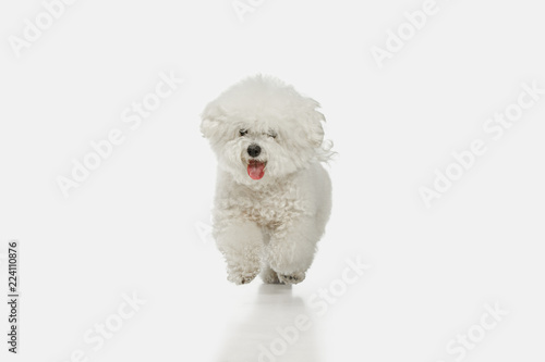 A dog of Bichon frize breed isolated on white color studio photo