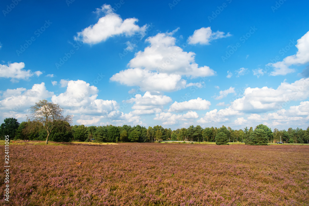 Landscape idyllic scene. Cloudy day at field. Why meadow turning purple. Buoyed by climate change invasive plant taking over landscape. Nature landscape with trees blue sky and purple flowers