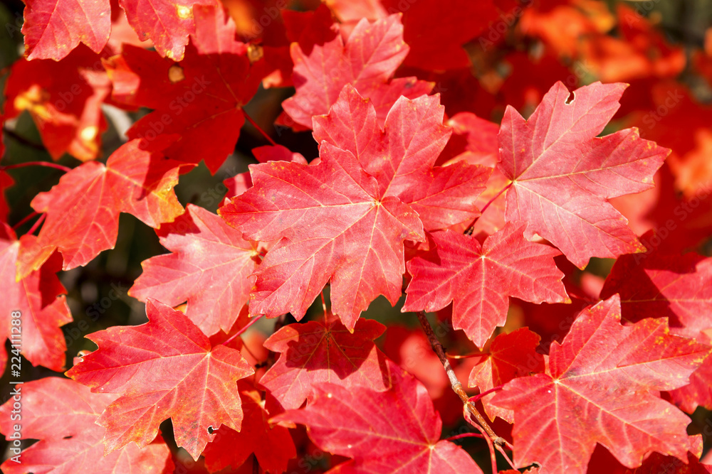 Close-up of autumn maple leaves
