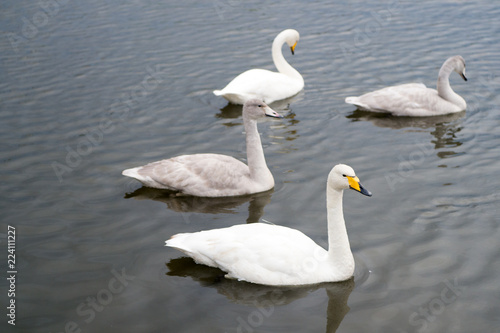 Swans gorgeous on grey water surface. Animals natural environment. Waterfowl with offspring floating on pond. Swans natural environment concept. Swan gorgeous bird. Swans in pond in reykjavik iceland