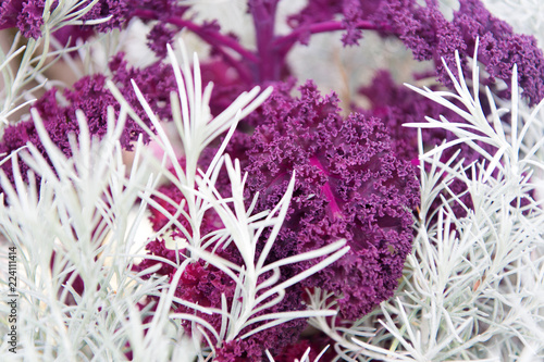 Rosemary and curly violet cabbage close up. Gardening unusual crops. Decorative crops concept. Abstract background with decorative plants. Plants as natural decoration. Garden bed decorative flora