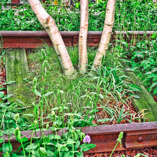 Birches on old railway tracks. Park High Line, Manhattan, NYC