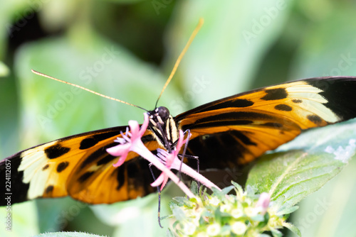 butterfly on flower © Srhino