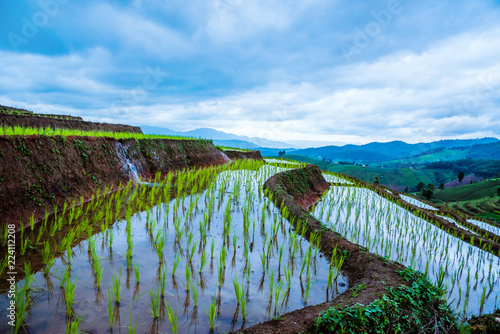 Landscape rice field Nature Tours On a mountain with a terraced field Evening landscap. in Thailand Pongpeng Forest.