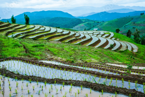 Travel Rainy Season landscape of Rice Terraces at Ban Papongpieng Chiangmai Thailand © last19