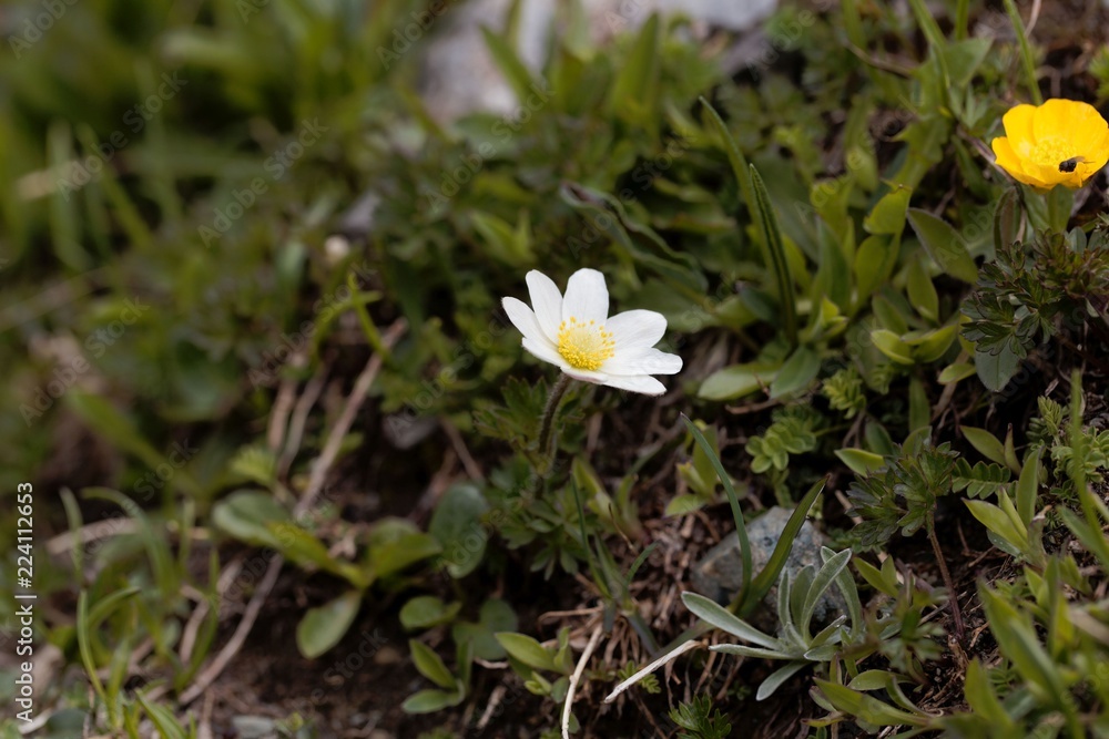 Alpine pasqueflower (Pulsatilla alpina ssp. austraica) Alpine pasqueflower (Pulsatilla alpina ssp. austraica)