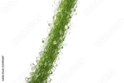 Stem of Ice plant (Mesembryanthemum crystallinum) close-up, Isolated on white. Has transparent bladder cells on the outer surface. Known for its culinary properties. photo