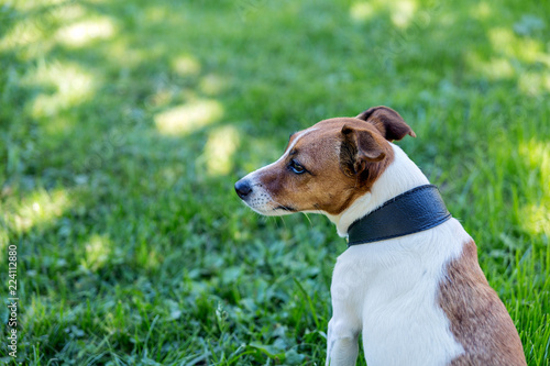 Jack Russell Terrier in a black collar on a background of green grass looks to the left. 