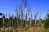 Waldfläche im Harz im Sommer 2018, der vom Borkenkäfer befallen ist