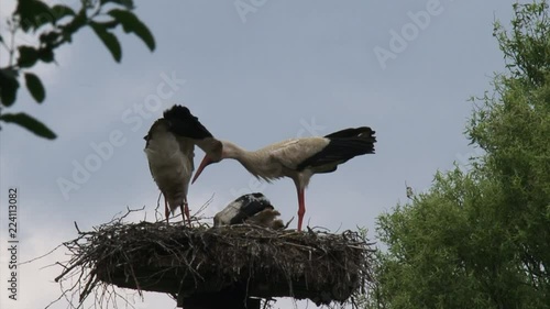 Bill clattering white storks with offspring on nest.The white stork (ciconia ciconia) is almost silent except for the noisy mutual bill-clattering when adults meet at the nest.
