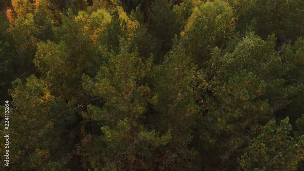 Autumn forest Autumn forest