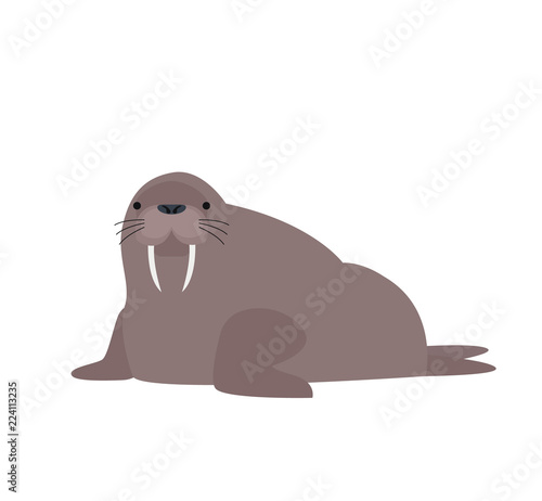 cute cartoon walrus isolated on white background