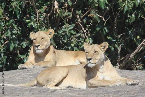                      Lion Moms