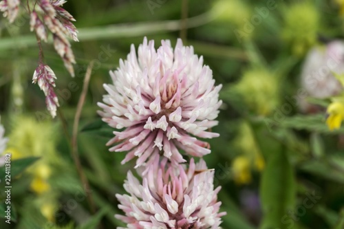 Flowers of the clover Trifolium pratense var.frigidum photo