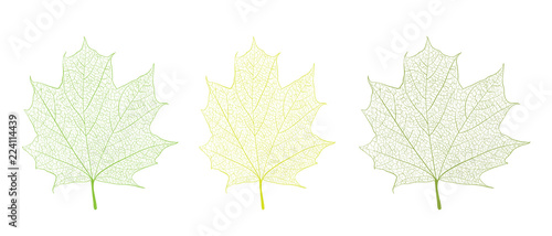 Leaf cover template