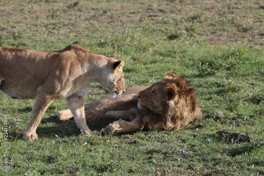 Fototapeta premium ライオン夫婦