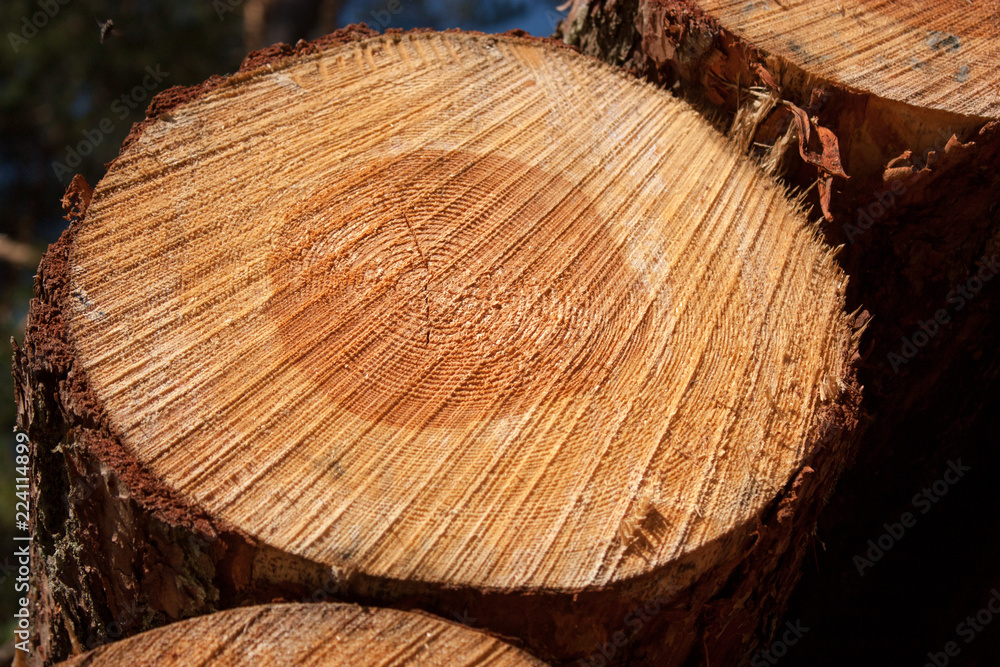 Cut logs of pines with a bright yellowish brown cut in the rays of the summer sun. Wood texture. Background. Cut logs of pines with a bright yellowish brown cut in the rays of the summer sun. Wood texture. Background.
