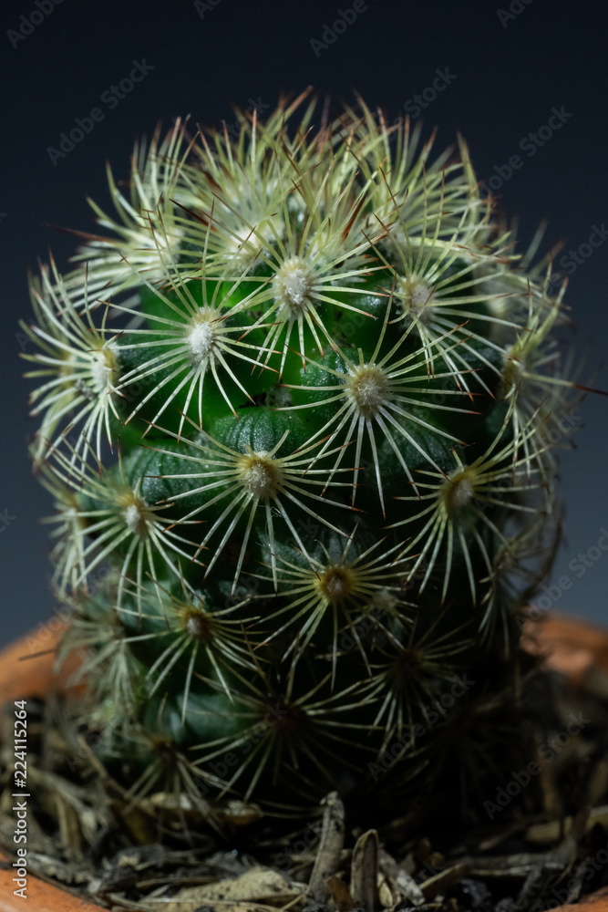 Little Tropical cactus green close up Little Tropical cactus green close up