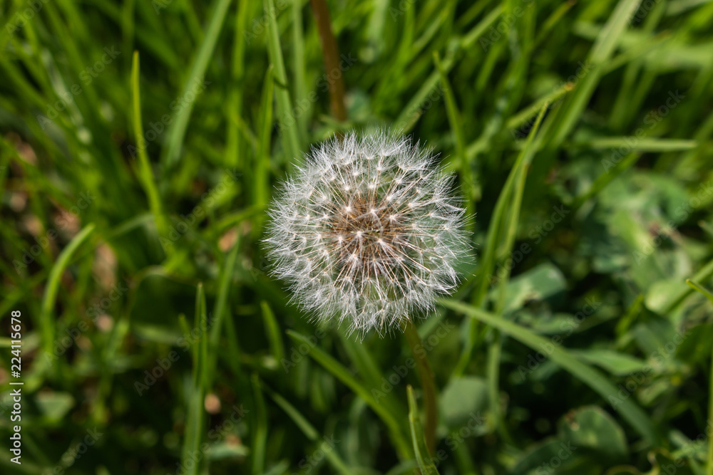 Dandelion close up surrounded by grass Dandelion close up surrounded by grass