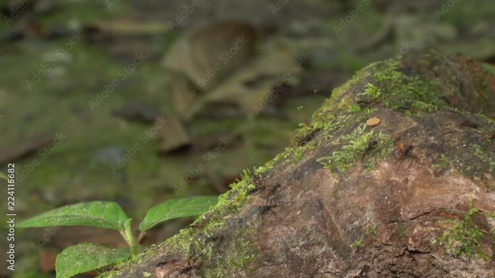 Slow motion of army ants (Eciton sp.) marching over mossy tree roots on the rainforest floor in the Ecuadorian Amazon. Slow motion of army ants (Eciton sp.) marching over mossy tree roots on the rainforest floor in the Ecuadorian Amazon.