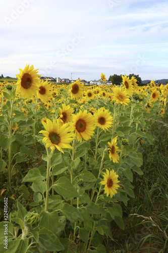 Fototapeta Naklejka Na Ścianę i Meble -  Sonnenblumenfeld 