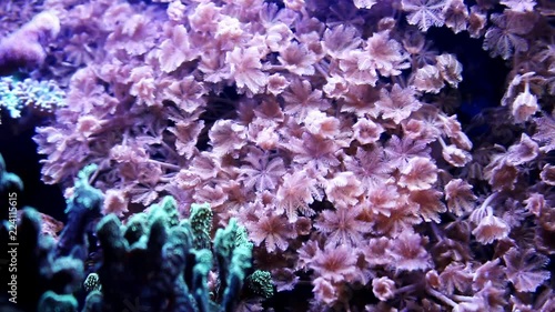 Motion of soft coral Xenia sp in aquarium tank under the action of flow