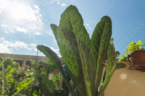 Organic heirloom Tuscan Kale edible plant with rich dark green leaves with fibrous texture growing in a pot on a balcony as a part of urban gardening project on a sunny summer day in Italy