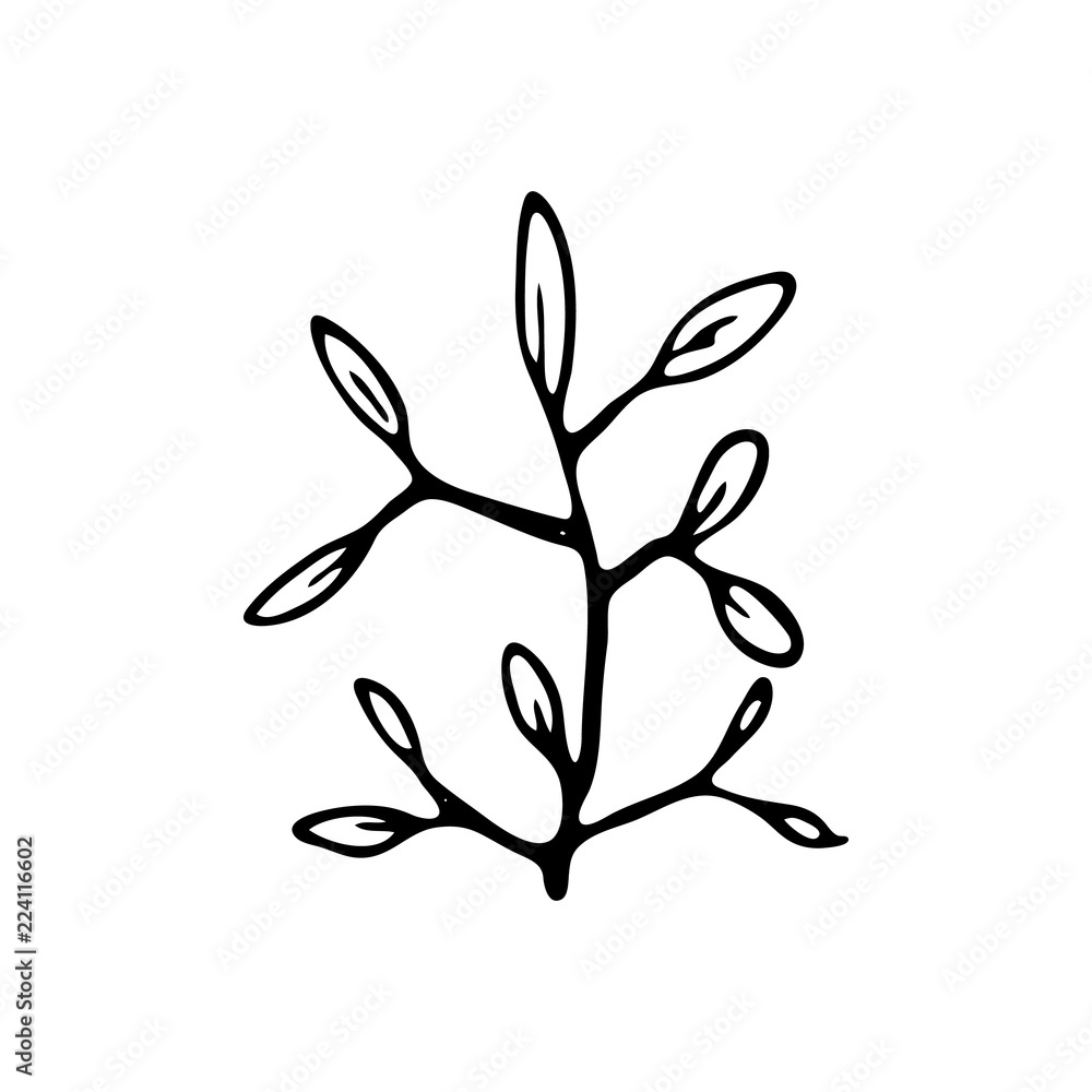 Fototapeta Hand drawn plant doodle icon. Hand drawn black sketch. Sign symbol. Decoration element. White background. Isolated. Flat design. Vector illustration