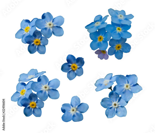 Blue forget me not spring flowers isolated on white background. Photo realism macro. Decorative elements for greeting cards, invitations. Vector set for your design.